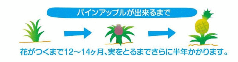 SNFフレッシュパインアップル